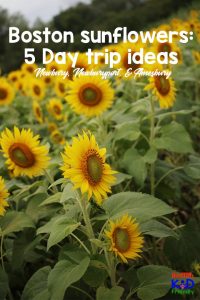 Take a day trip from Boston to the Newbury area to enjoy the sunflowers.